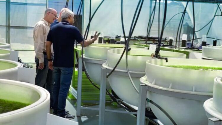 Tecnología de acuicultura cría algas supernutridas