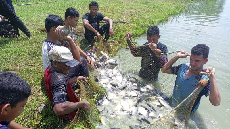 Excelente producción de cachamas en el Campamento N°1